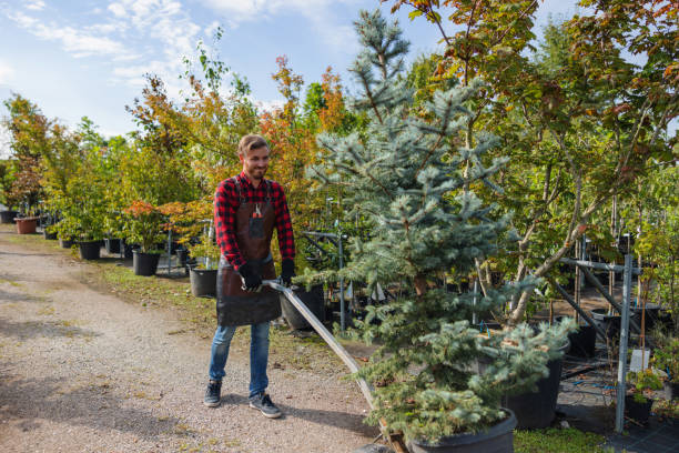 Best Local Tree Services  in Clayton, NM